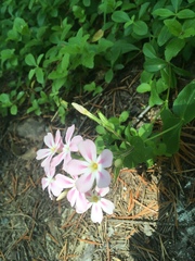 Phlox adsurgens