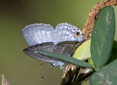Catochrysops