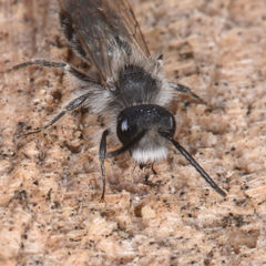 Andrena frigida