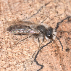 Andrena frigida