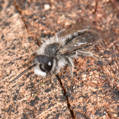 Andrena frigida