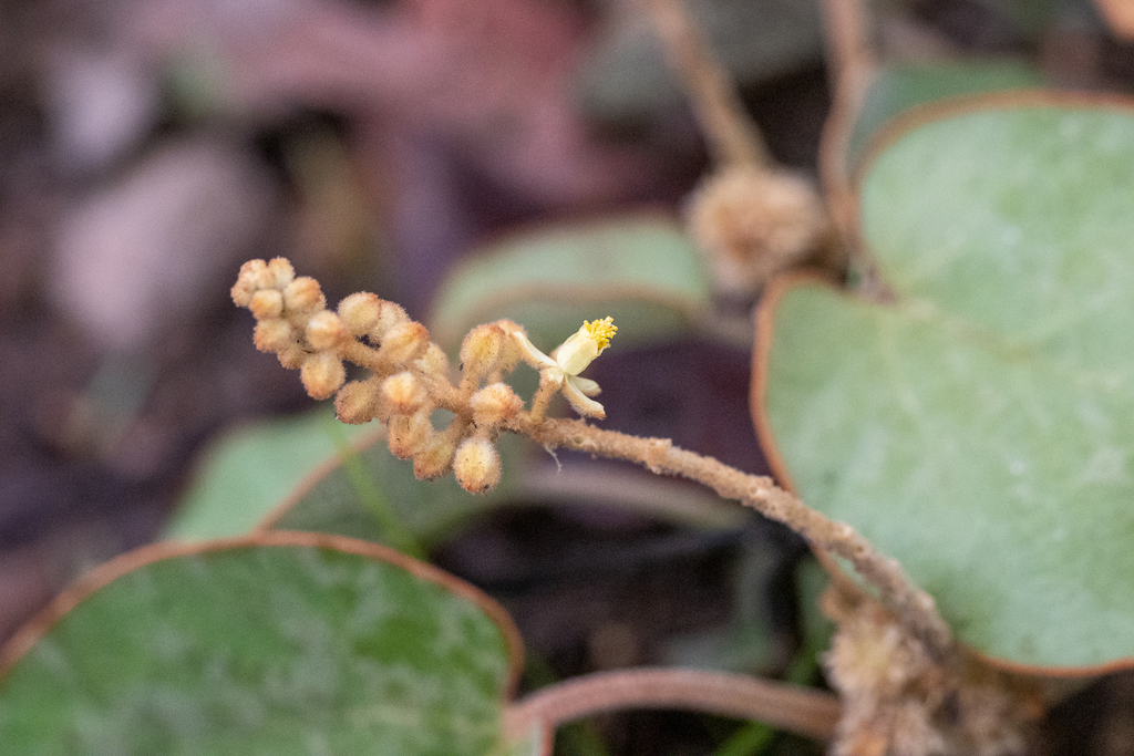 Thyrsanthera suborbicularis (Thyrsanthera suborbicularis)