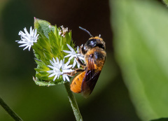 Callomegachile