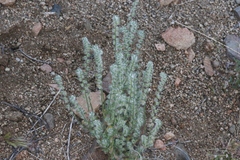 Cryptantha barbigera