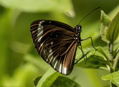 Euploea darchia