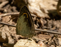 Ypthima aphnius