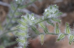 Cryptantha barbigera