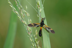 Pselliophora flavibasis