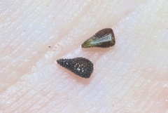 Cryptantha barbigera