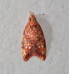 Lophopepla igniferella