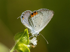 Everes lacturnus