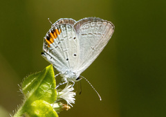 Everes lacturnus