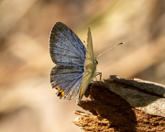 Everes lacturnus