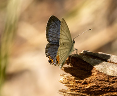 Everes lacturnus