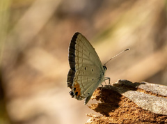Everes lacturnus