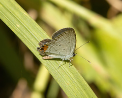Everes lacturnus