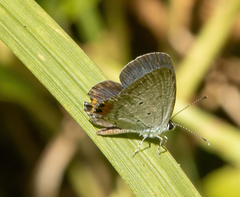 Everes lacturnus