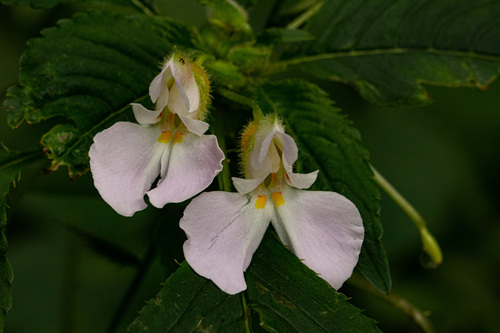 Impatiens image