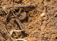 Thyropygus allevatus