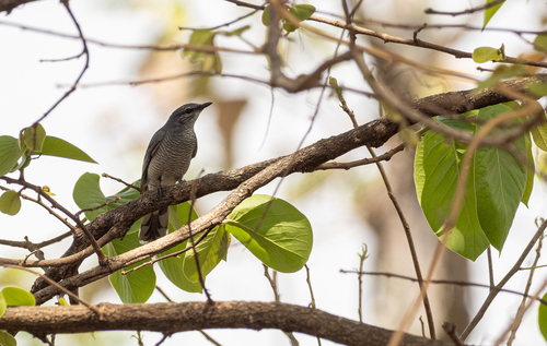 Indochinese Cuckooshrike (Lalage polioptera), photo 3