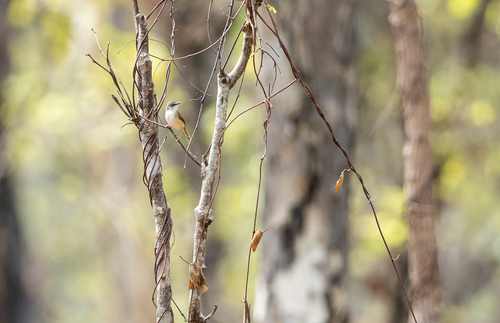 Rufescent Prinia (Prinia rufescens), photo 9