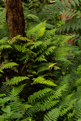 Arthropteris orientalis