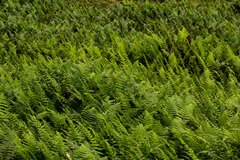 Arthropteris orientalis