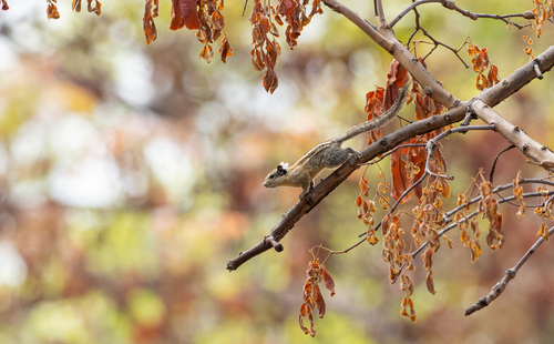 Cambodian Striped Squirrel (Tamiops rodolphii)