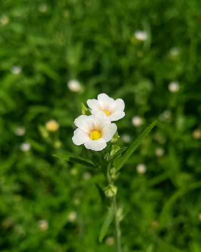 Sida salviifolia