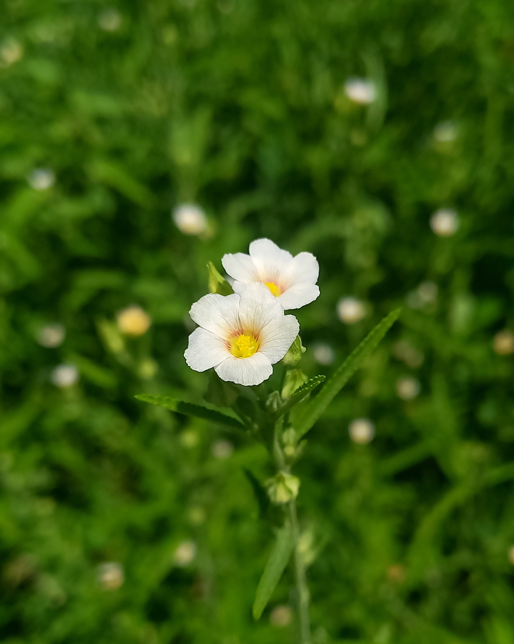 Sida salviifolia