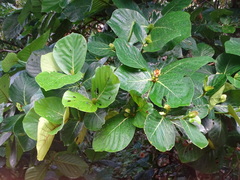 Neonauclea reticulata