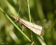 Chrysocramboides craterella