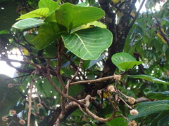 Neonauclea reticulata