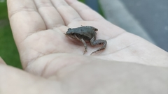Microhyla fissipes