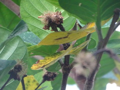 Neonauclea reticulata