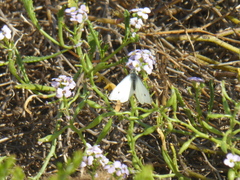 Pieris rapae