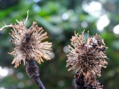 Neonauclea reticulata