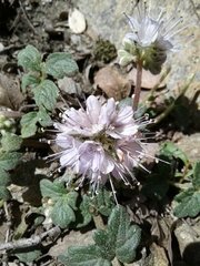 Hydrophyllum occidentale