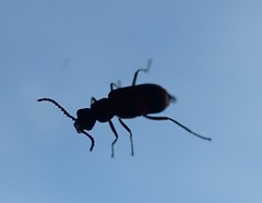 Anthocomus