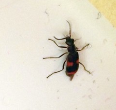 Anthocomus
