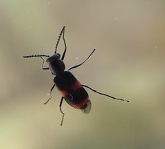 Anthocomus