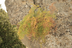 Athamanta macedonica