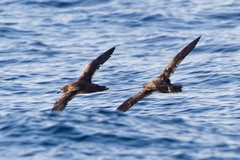Sooty Shearwater photo 6