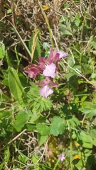Anacamptis papilionacea aegaea