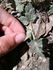 Hydrophyllum occidentale