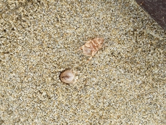 Chaerodes trachyscelides