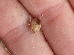 Chaerodes trachyscelides