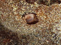 Chaerodes trachyscelides