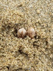 Chaerodes trachyscelides