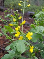 Thermopsis gracilis